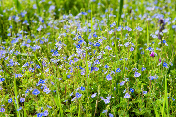 Fototapeta premium blue flowers in the countryside , spring