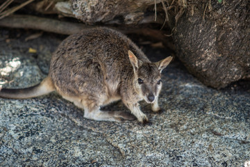 einzelnes Wallaby im Schatten auf einem Felsen in Australien - Känguru