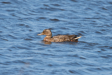 Mallard in lake in the Netherlands.