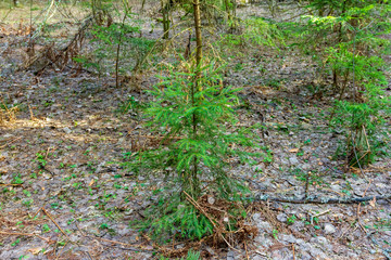 Fototapeta premium young firs in the forest wildlife