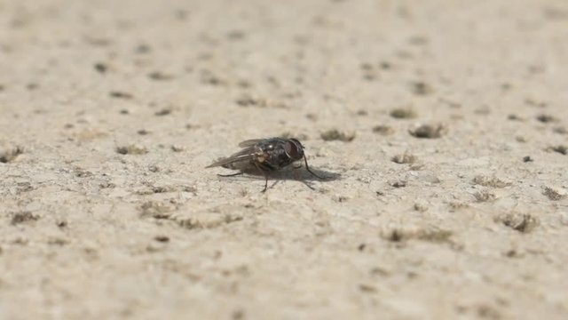 Mosca