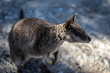 einzelnes Wallaba auf einem Felsen in Australien - Känguru