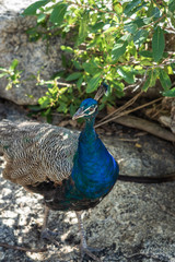 Fototapeta premium bunter Pfau auf Felsen