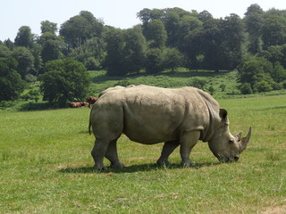 Fototapeta premium Portrait of a male bull white Rhino grazing in Kruger National park during our stay in Marloth park
