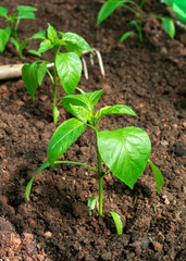 sweet bell Pepper seedlings, young plants on a vegetable garden bed.