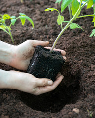 hands holding young green seedling of tomato plant.