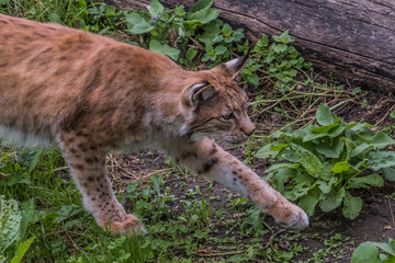 Tierpark Wismar
