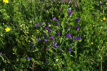 Fototapeta premium Close-up of Viper's Bugloss Flowers, Blueweed, Echium Vulgare, Nature, Macro