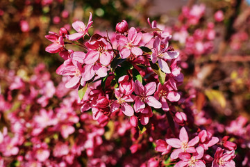 Fototapeta premium Beautiful blooming cherry branches on a bright sunny day on.blurred pink motley closeup background..f