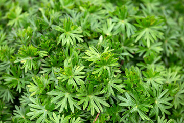 geranium leaves in spring garden, background concept.
