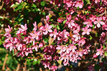 A lot of colorful flowers on a branch of a fruit tree on a blurred green background on a sunny day.
