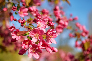 Beautiful, large pink flowers of cherry on a blurry bluish-green background on a bright day close-up.
