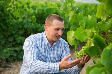 Male winemaker working with grapes in vineyard at fields