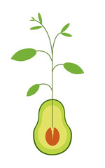 Avocado flat. Sprouting plant. Healthy food. Nature. Life in the plant.