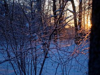 sunset in winter through the trees