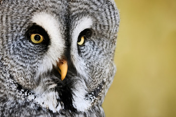 Obraz premium Close-up of a Great Grey Owl (Strix nebulosa) isolated on yellow background
