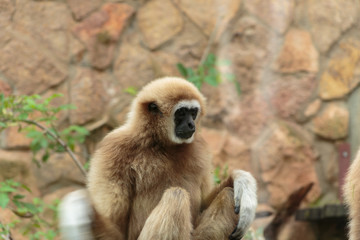 Langur monkey in the aviary of the zoo. Langur is a long-tailed arboreal Asian monkey.