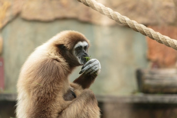 Obraz premium Langur monkey in the aviary of the zoo. Langur is a long-tailed arboreal Asian monkey.