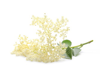 Elder or elderberry isolated on white background