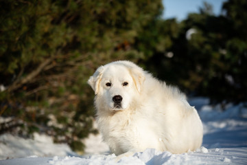 Beautiful and free maremmano abruzzese sheepdog. Close-up of big white fluffy dog is on the snow in the forest in winter