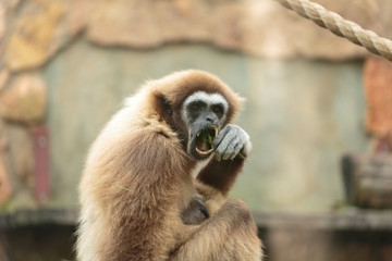 Langur monkey in the aviary of the zoo. Langur is a long-tailed arboreal Asian monkey.