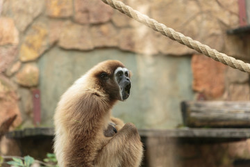 Langur monkey in the aviary of the zoo. Langur is a long-tailed arboreal Asian monkey.