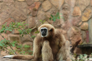 Langur monkey in the aviary of the zoo. Langur is a long-tailed arboreal Asian monkey.