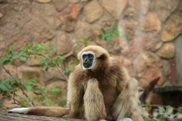 Langur monkey in the aviary of the zoo. Langur is a long-tailed arboreal Asian monkey.