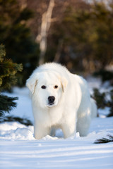 Beautiful and free maremmano abruzzese sheepdog. Close-up of big white fluffy dog is on the snow in the forest in winter
