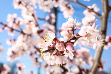 Closeup view of blossoming apricot tree on sunny day outdoors. Springtime
