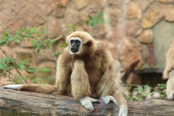 Langur monkey in the aviary of the zoo. Langur is a long-tailed arboreal Asian monkey.