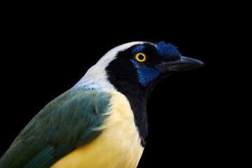 Side view of Inca Jay bird (Cyanocorax yncas) isolated on black background
