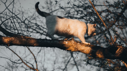 Homeless White Cat walking on tree at evening Sunset in Spring, summer, autumn. Beauty of nature. Play of shadows and sun lights on background. FOCUS on Tree.