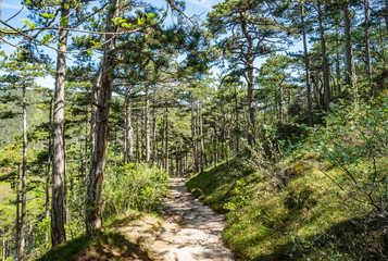 Fototapeta na wymiar path in green spring forest