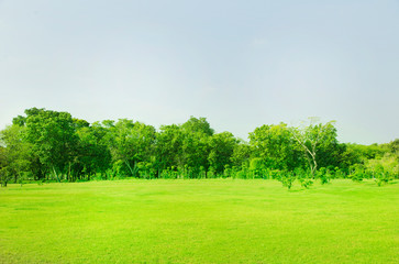 Lawn and trees green background with Beautiful lawn