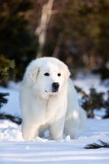 Cute and free maremmano abruzzese sheepdog. Portrait of big white fluffy dog is on the snow in the forest in winter