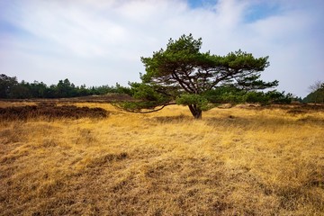 Obraz premium Anhaltende Trockenheit - Waldbrandgefahr