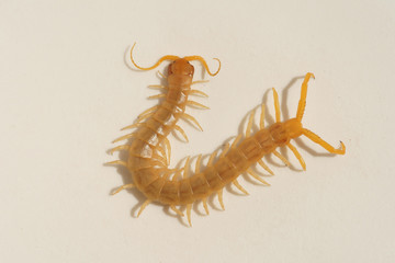 Scolopendra on a white background. Insects in southern Kazakhstan. Poison centipedes dangerous to...