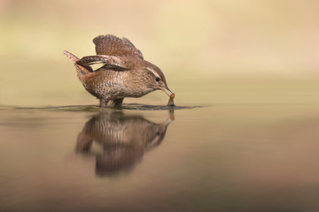 Scricciolo comune cattura una preda nel fiume (Troglodytes troglodytes)