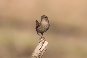 Primo piano di uno scricciolo comune (Troglodytes troglodytes)