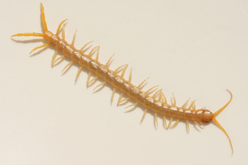 Scolopendra on a white background. Insects in southern Kazakhstan. Poison centipedes dangerous to...