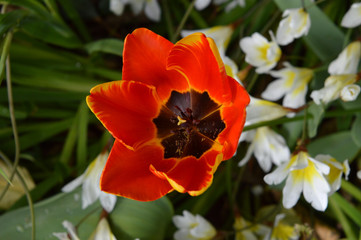 Close-up of a Colorful Tulip, Nature, Macro