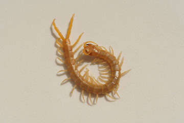 Scolopendra on a white background. Insects in southern Kazakhstan. Poison centipedes dangerous to...