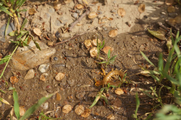 Scolopendra on a tree in the most recent habitat. Insects in southern Kazakhstan. Poison centipedes...