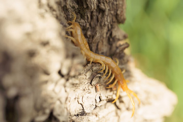 Scolopendra on a tree in the most recent habitat. Insects in southern Kazakhstan. Poison centipedes...