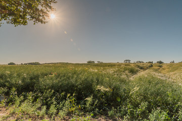 Obraz premium Feld in Boltenhagen