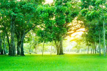 Green trees and Beautiful meadow in the park with morning sky.