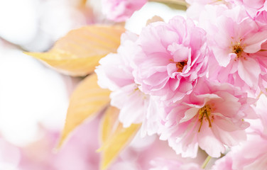 Close up of beautiful blossom Sakura pink flowers with young yellow leaves isolated background. 