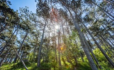 sun rays in green forest