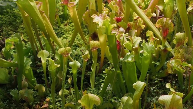 Sarracenia or trumpet pitchers growth in the botanical gardenCamera motion up. Carnivorous plants. Predatory plants. The plant's leaves have evolved into a funnel or pitcher shape in order to trap